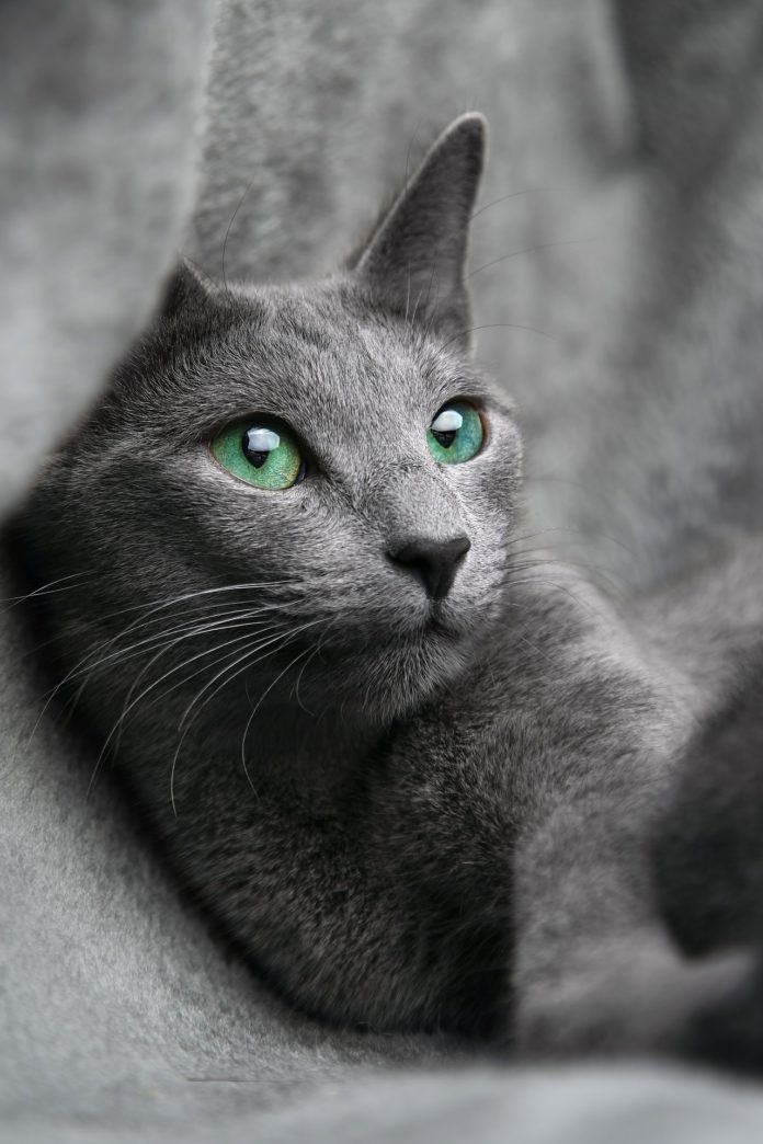 Gatos azules