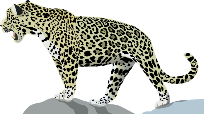 animales exoticos