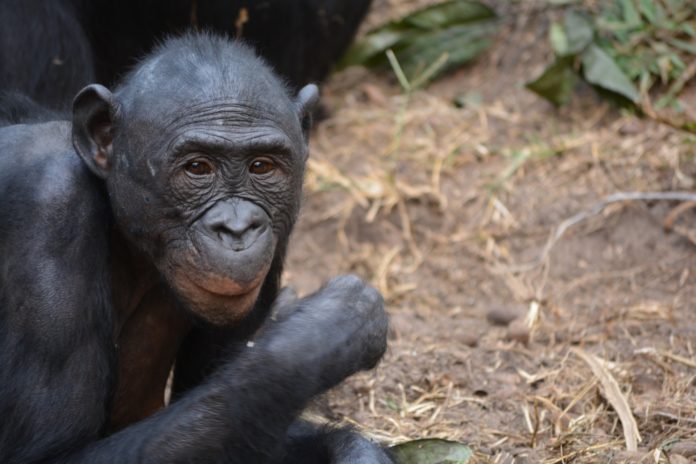 Bonobos