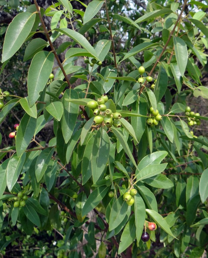 Qu'est-ce que le bois de santal
