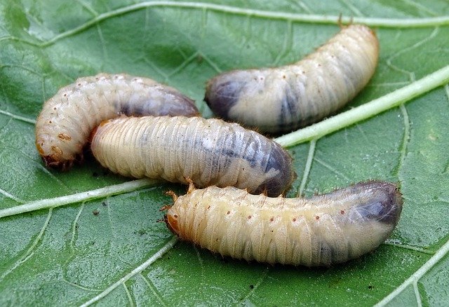 Larvas astrales