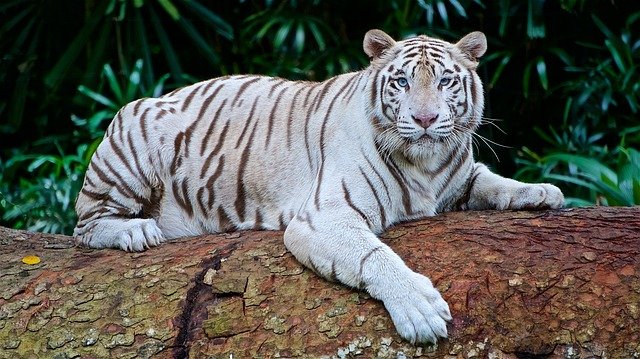 Soñar con tigre
