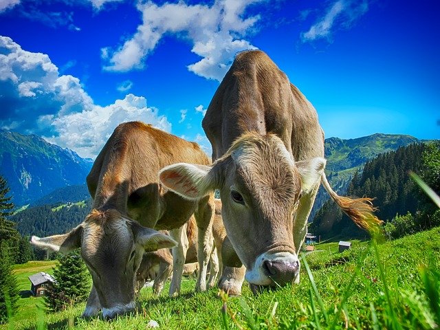Soñar con vacas