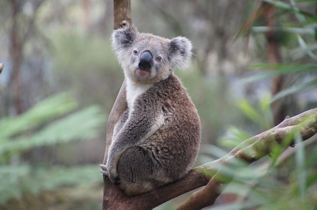 Soñar con koala