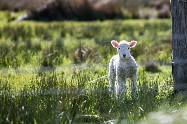 Soñar con ovejas